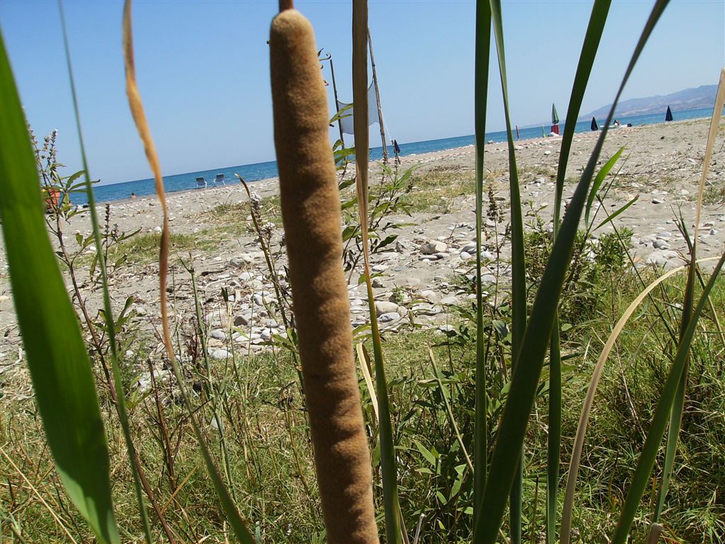 Typha angustifolia